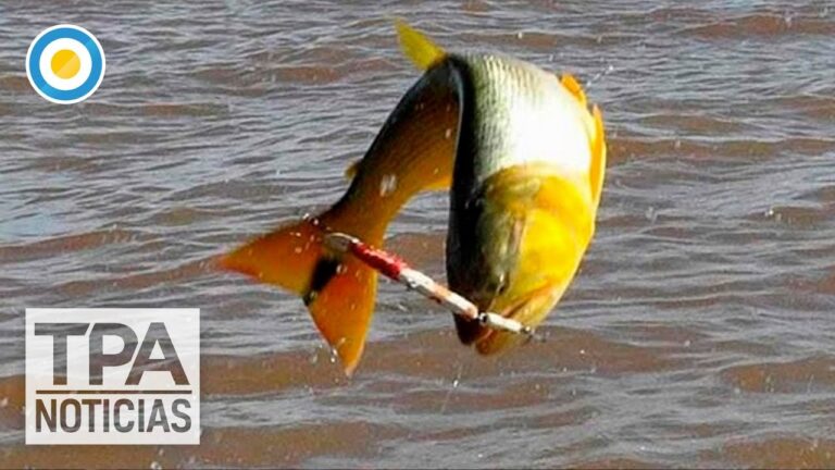 Dorado Corrientes: El para&iacute;so de la pesca deportiva en Argentina
