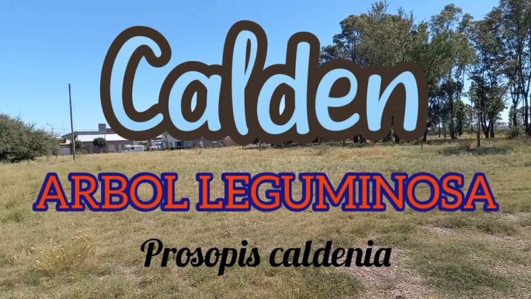 Los beneficios del calden fruto: propiedades y usos