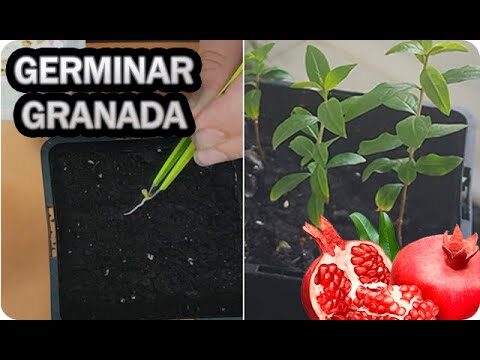 D&oacute;nde comprar granada en Buenos Aires