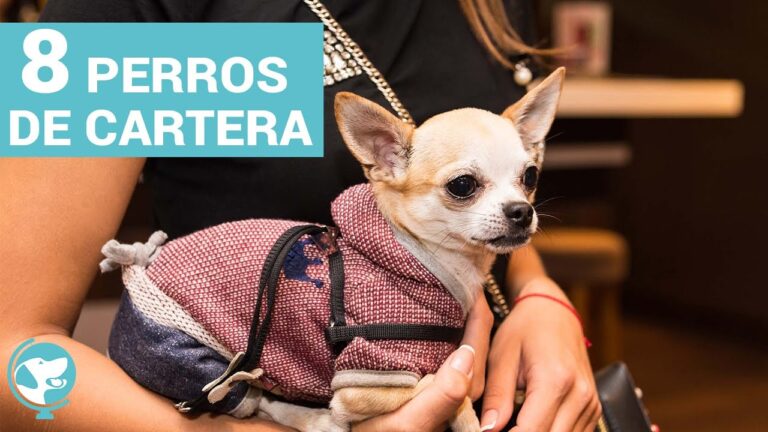 Gu&iacute;a de moda: Los imprescindibles perros de cartera