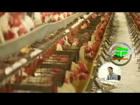 Las Mejores Poller&iacute;as en Corrientes Capital